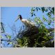 10. de jabiru of tuiuiu, de grootste vogel van de pantanal.JPG